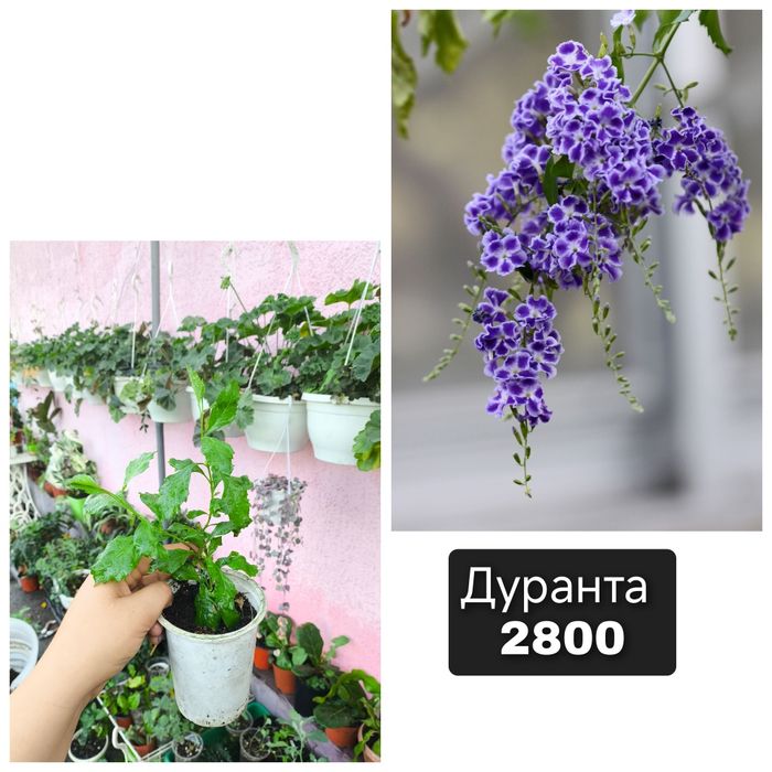 Комнатные растения сортовые