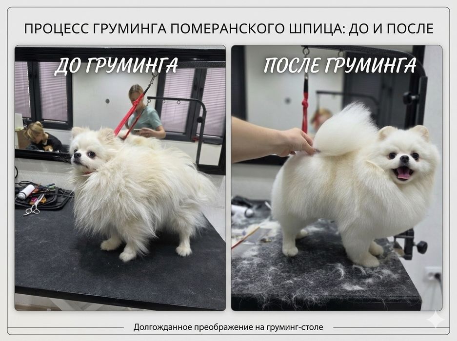Стрижка собак,Груминг В отличном салоне!