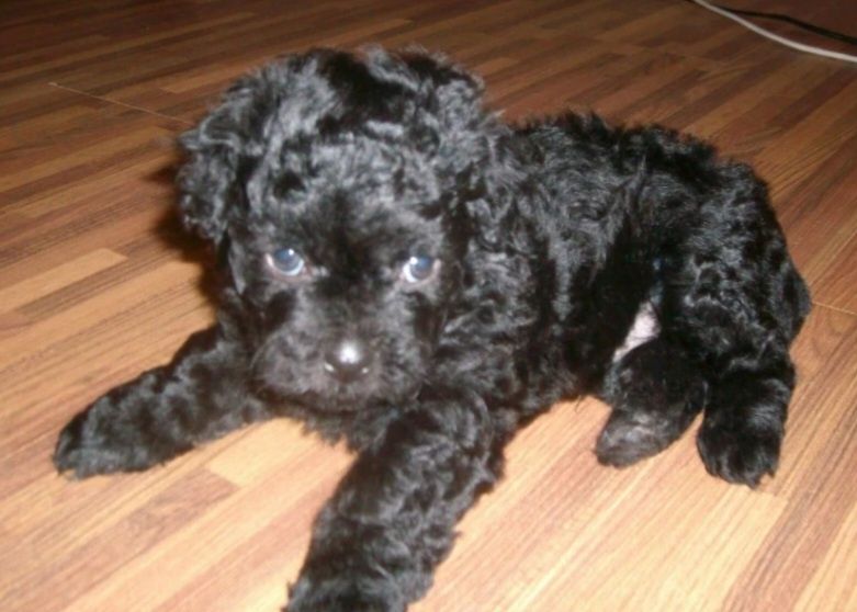 Bichon Havanez cu pedigree