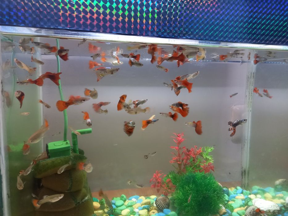 Продам гупи петушков