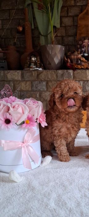 Той пуделчета Toy