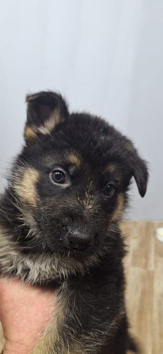 Щенки немецкой овчарки