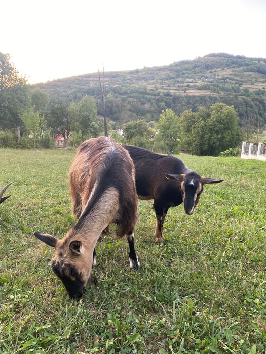 3 capre de vânzare. 2 sunt gestante, fată in septembrie