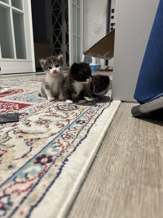 Котята в добрые руки