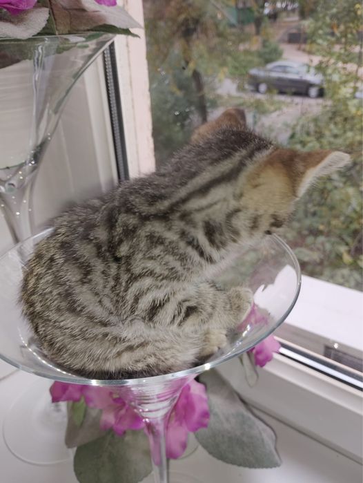 Ищу дом для красивого котика.Мальчик
