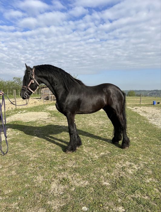 Mânz Barok Friz 10 luni