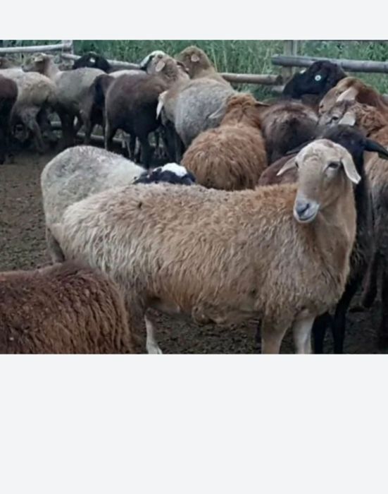 Продам барана жирного