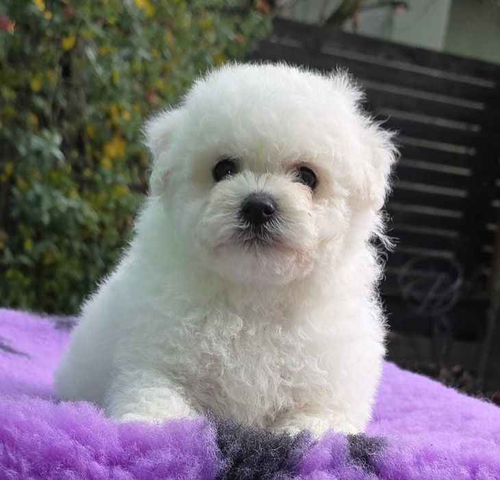Bichon Frise  cu pedigree FCI