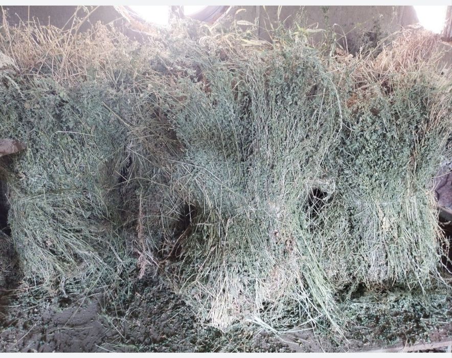 Makka poya beda poya  sotiladi narxi 20000  kelshiladi