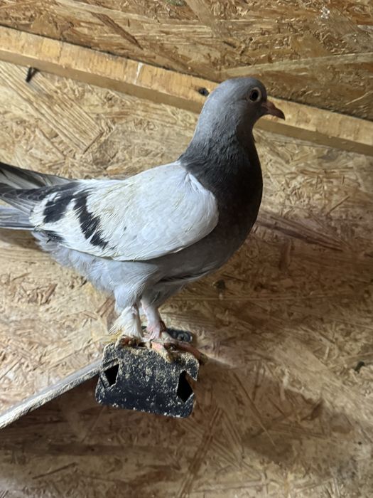 Porumbei takla Turci