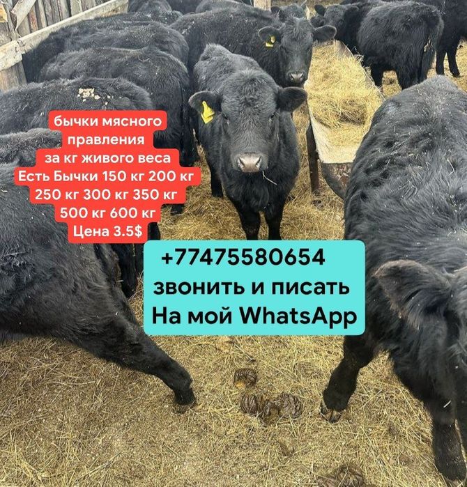 Продам Бычков Ангус Симентал на забой