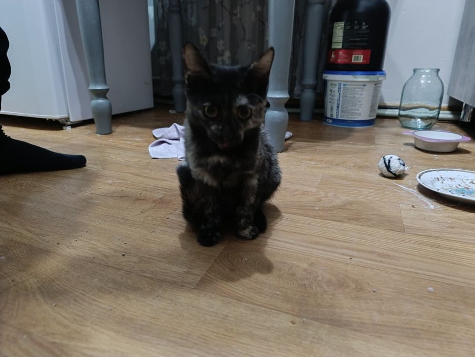 Отдам котенка девочку