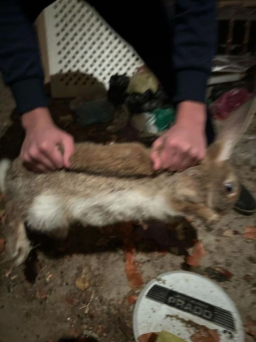 Кролики бельгийский великан ,девочка-мальчик