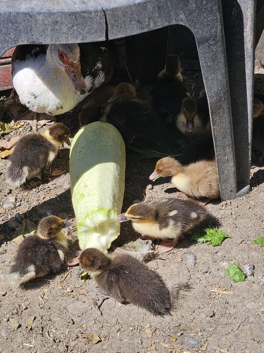 De vinzare rățuște mute,cu s.au fara rața  mama,10 ron buc