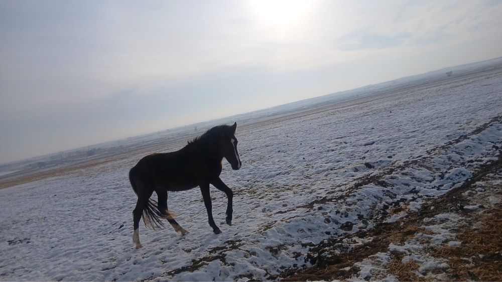 Продам лошадь