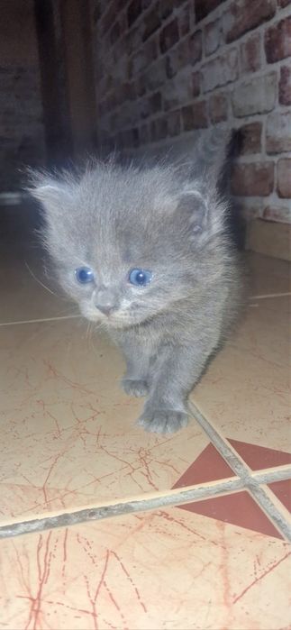 Шотландские котята