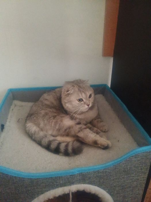 Кошка шотландский веслоухи