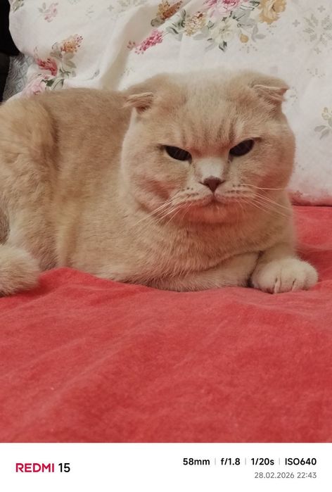 Насл олиш учун,  вязка