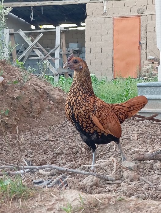 Золотой сибрайт .