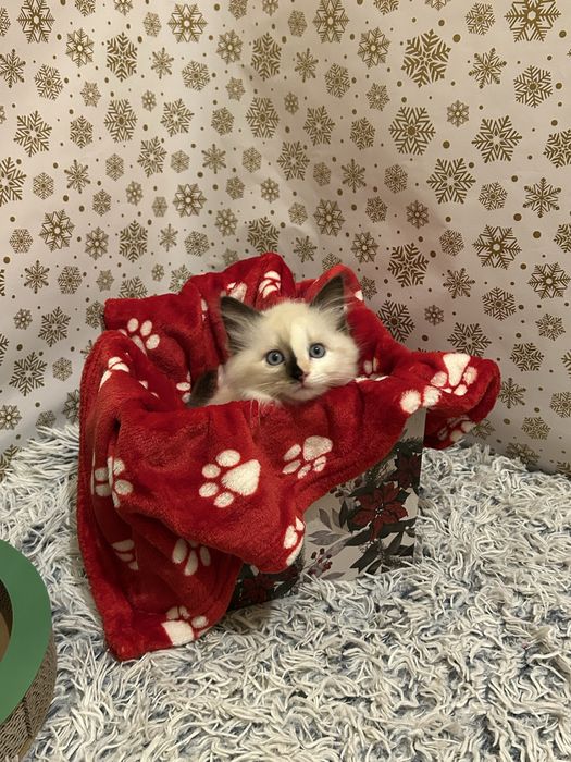 Котенца Регдол/Ragdoll