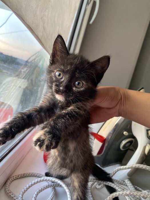 Кошка отдам в добрые руки и котенка