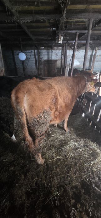 3 ұрғашы Тайынша сатылады