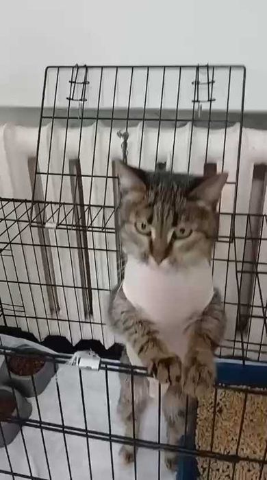 Кошечке нужен дом! Срочно!