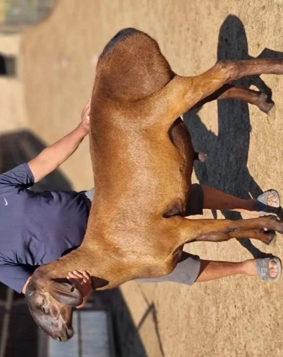 Фермага ишчи кере оила бусаям булади