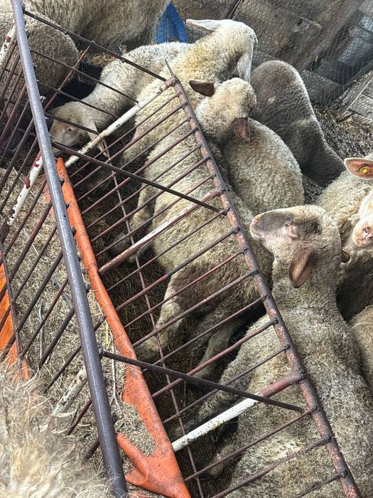 Агнета от 25 до 45 кг