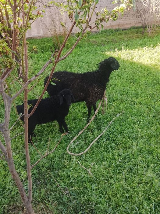 1 ta ona bola qoʻy va 2 ta qornida bolasi bor qoʻylar sotiladi