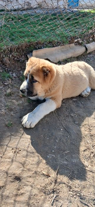 Осы кушык Сатылады