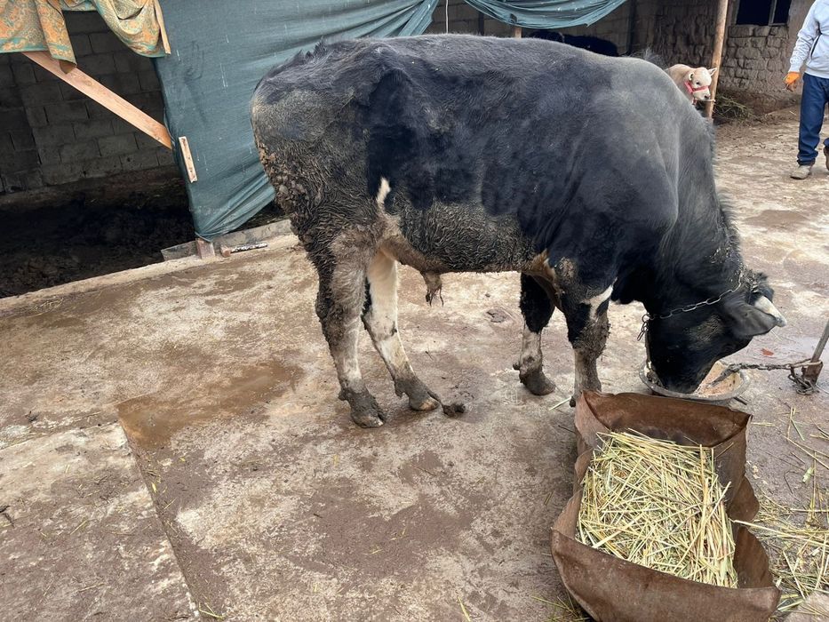 Бұха сатылады екі жасар бағ бір милион