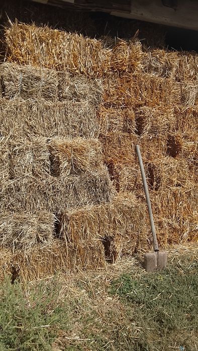 Baloți paie grâu,orz si ovaz