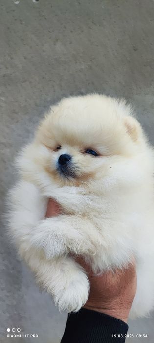 Померан момчета  и момичета