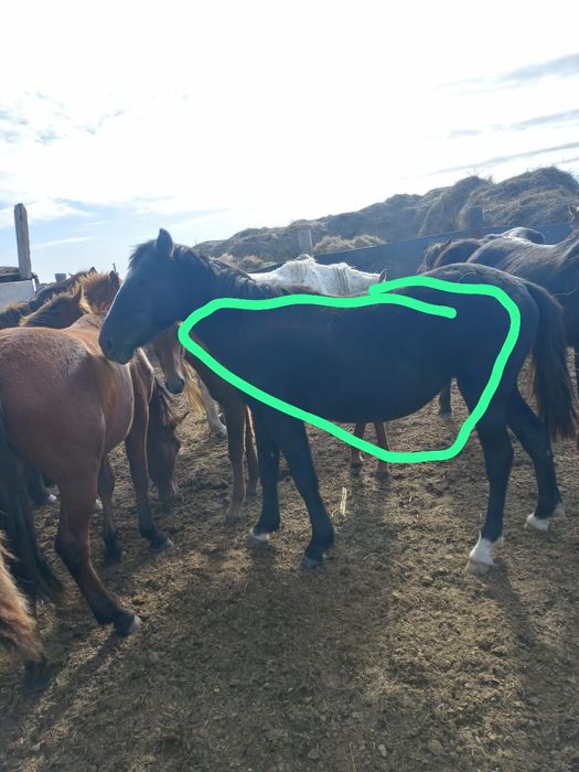 3 жылқы сатамын буаз