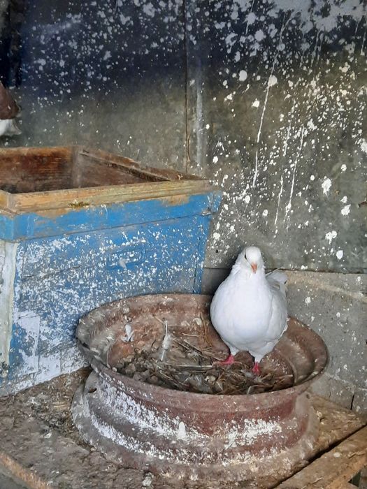 Vând porumbei găinar