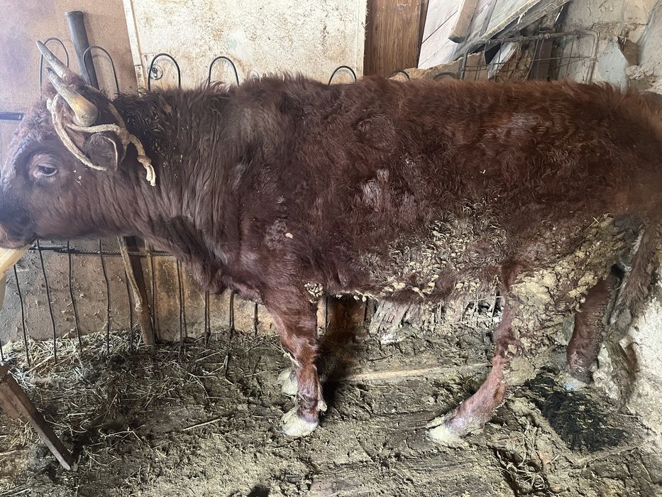 Бұқа семіз бұқа