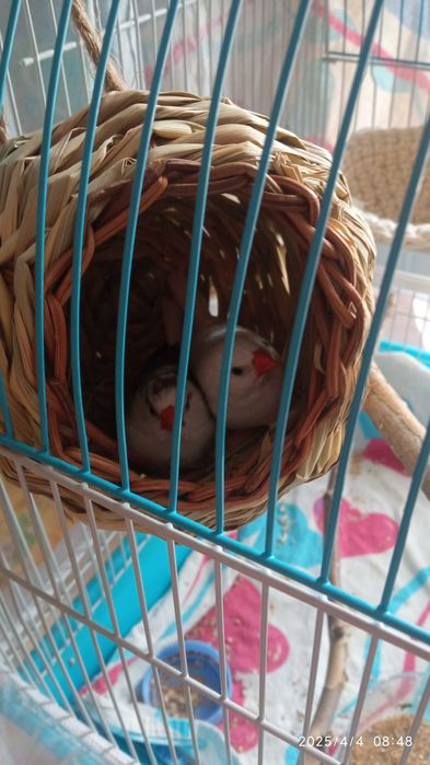 Птички Амадины с клеткой