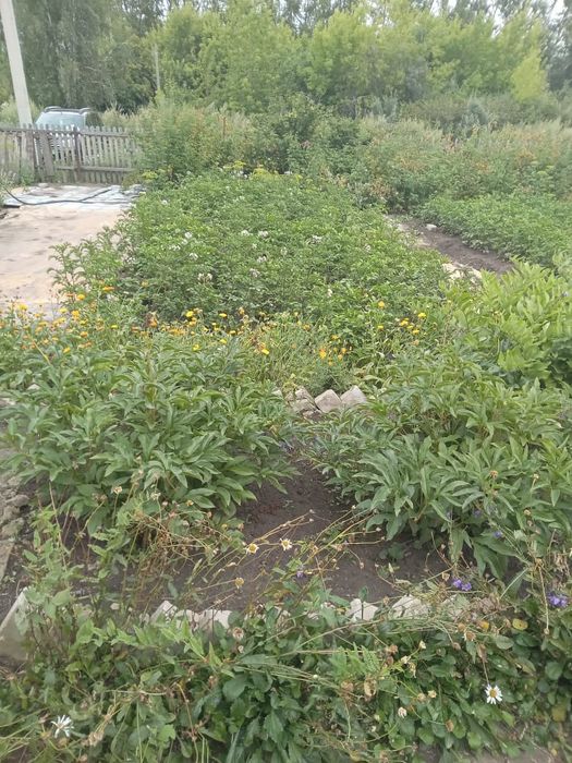 Дача 5 соток с домом, общество Ромашка