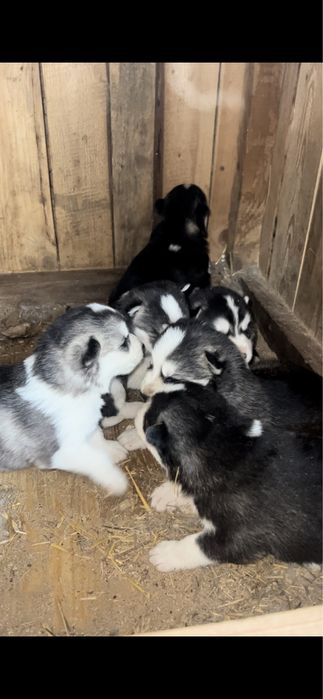 Продам щенков хаски