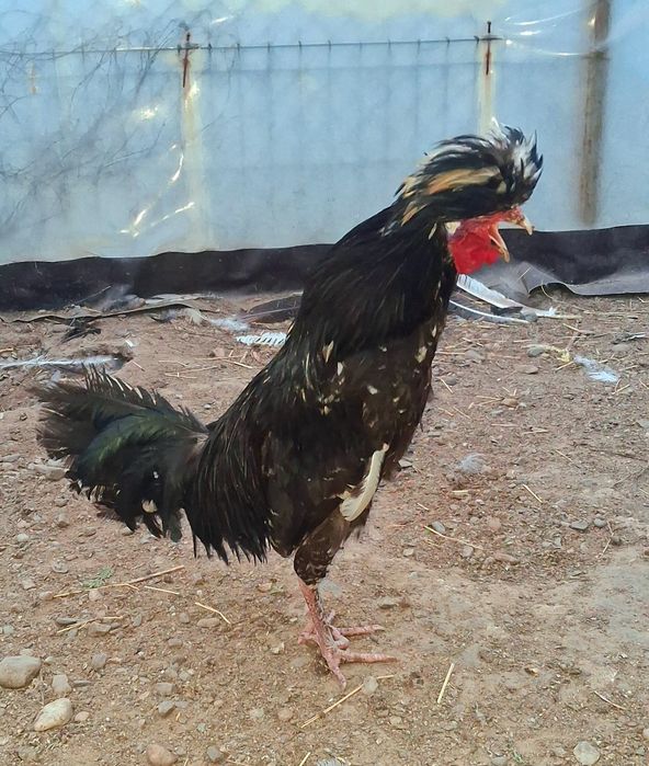 Motată olandeză si Paduana  !