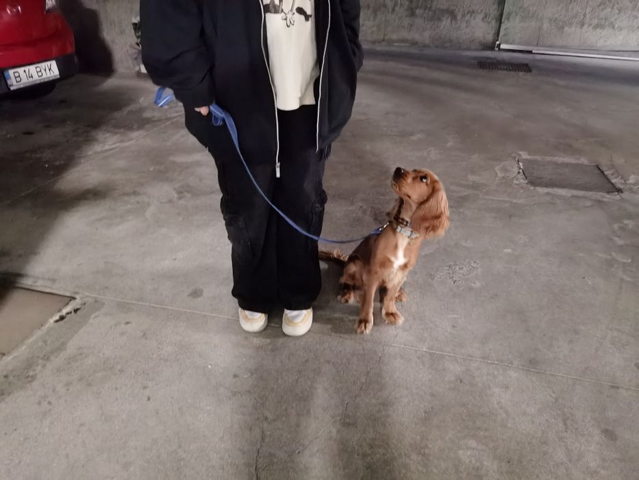 Dresaj canin la domiciliu