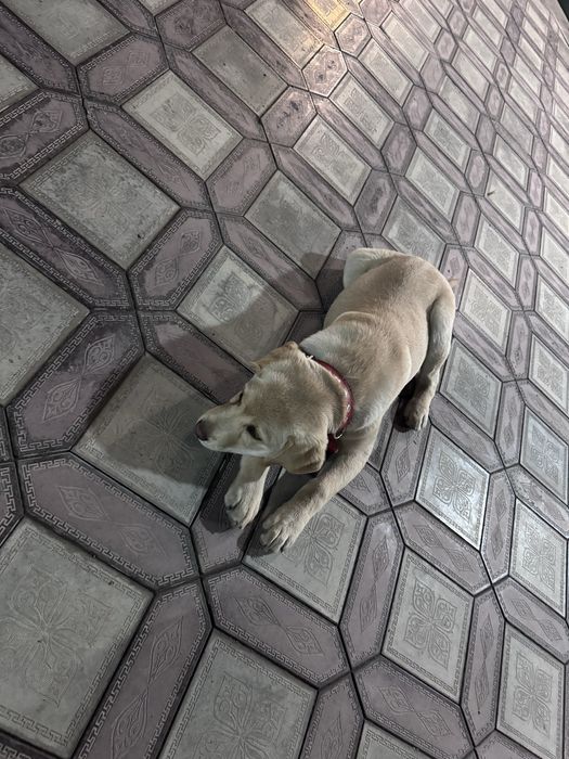 СРОЧНО! Лабрадор ретривер 9 мес. (Пират)