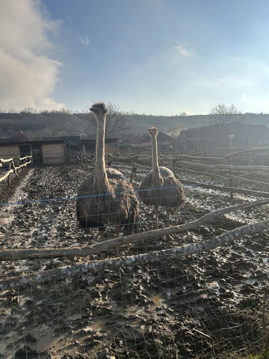 Vand doua familii de struți!