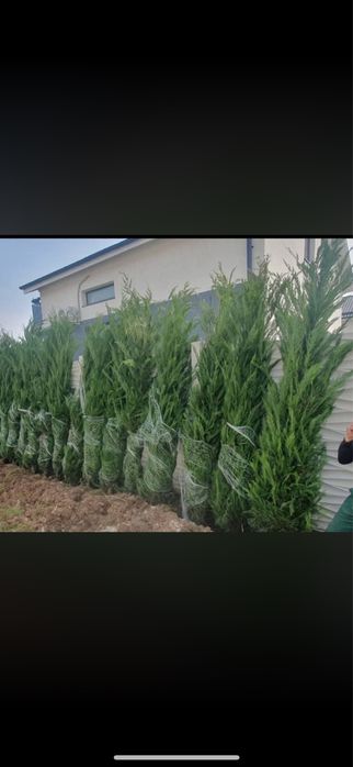 Tuia Leylandii Cupressus- Cel mai bun Pret