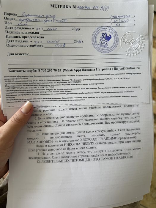 Шотландские котята