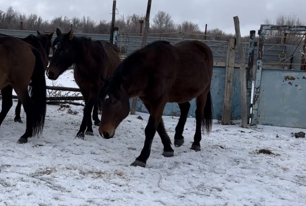 Тобылғы Айғыр Айгыр Конь Жеребец