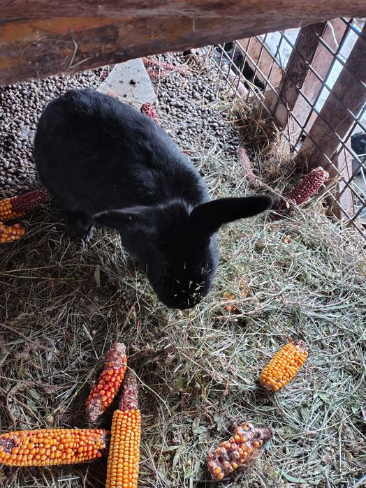 Vand 3 iepuri 1 gri și doi negri