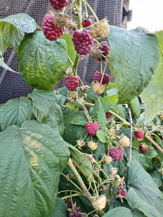 Продам домашнюю вкусную  малину