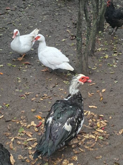 4 rațe și un rățoi mut 2025